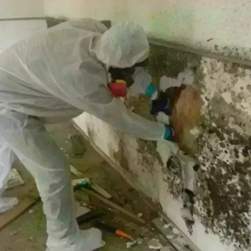 Mold Remediation and Removal in Sioux County, IA